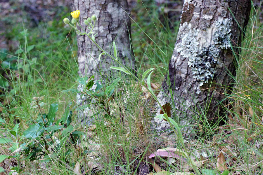 Andryala integrifolia